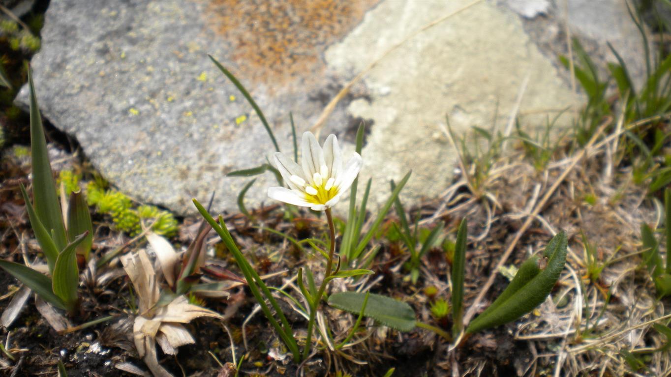 Lloydia serotina / Falangio alpino